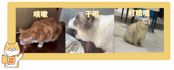猫咪想吐又吐不出来是怎么回事？(图5)