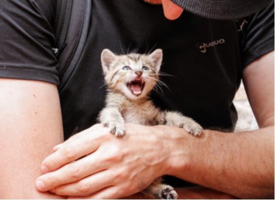 为什么老人养的猫更乖更听话？(图4)