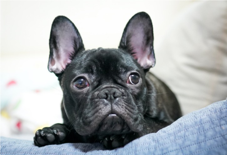 狗狗养到一半送人了会怎么样？(图2)