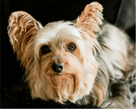 狗狗会嫌主人烦吗？这些表现说明它已经忍无可忍了(图1)