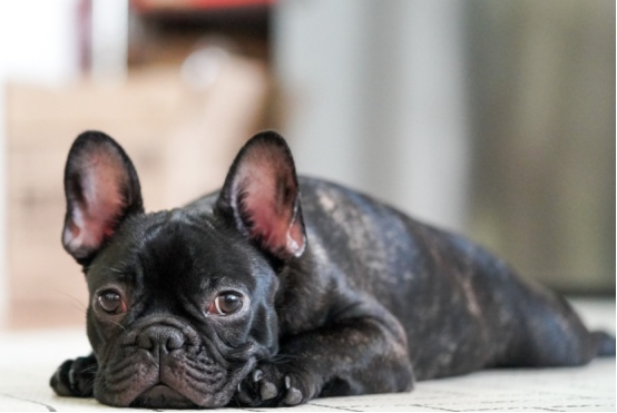 狗狗会嫌主人烦吗？这些表现说明它已经忍无可忍了(图2)