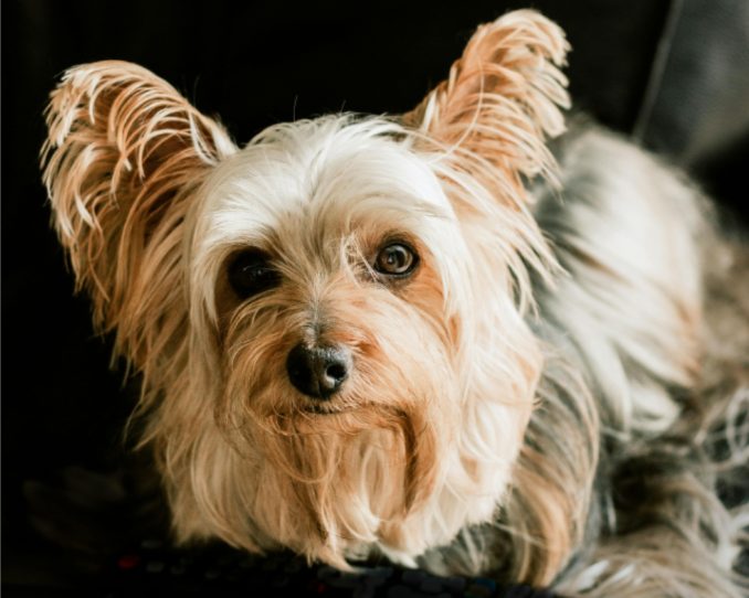 狗狗会嫌主人烦吗？这些表现说明它已经忍无可忍了 - 新生家伴