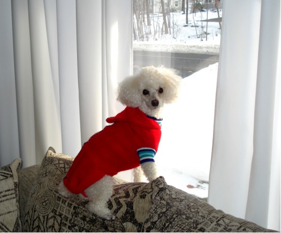 狗狗会嫌主人烦吗？这些表现说明它已经忍无可忍了(图4)