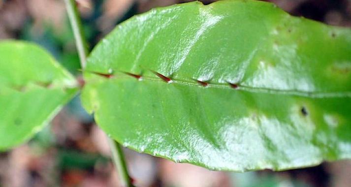 四眼蝶的饲养方法（打造健康快乐的宠物生活）(图2)