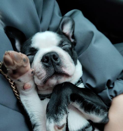 如何科学饲养波士顿梗（波士顿梗饲养指南，让你的宠物更健康快乐）(图3)