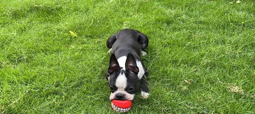 如何科学饲养波士顿梗（波士顿梗饲养指南，让你的宠物更健康快乐）(图2)