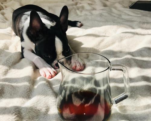 如何科学饲养波士顿梗（波士顿梗饲养指南，让你的宠物更健康快乐）(图1)