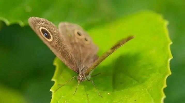 四眼蝶的饲养方法（打造健康快乐的宠物生活）(图3)