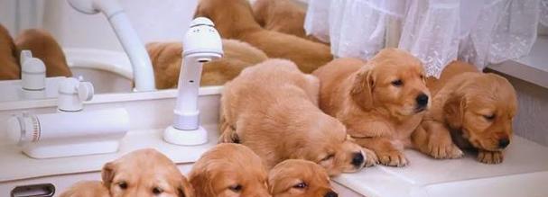 狗狗洗澡的注意事项（让狗狗舒适又健康的洗澡技巧）(图1)