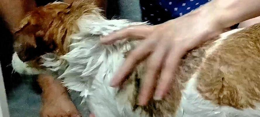 狗狗洗澡的注意事项（让狗狗舒适又健康的洗澡技巧）(图3)