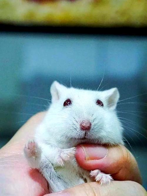 长尾仓鼠的饲养方法（如何给长尾仓鼠提供一个健康幸福的家园）(图1)