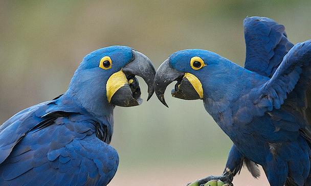 紫蓝金刚鹦鹉的饲养方法（让宠物紫蓝金刚鹦鹉健康快乐）(图1)