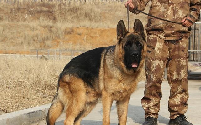 养锤系德牧（了解锤系德牧的起源、性格和训练要点）(图1)