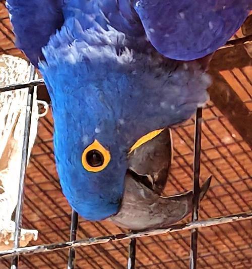 紫蓝金刚鹦鹉的饲养方法（让宠物紫蓝金刚鹦鹉健康快乐）(图2)