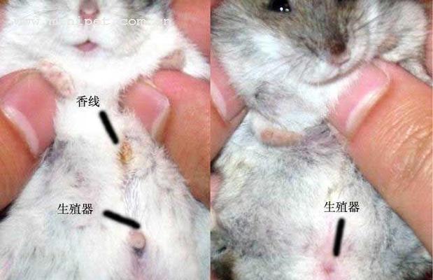 长尾仓鼠的饲养方法（如何给长尾仓鼠提供一个健康幸福的家园）(图3)