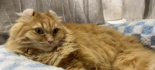 美国卷耳猫的饲养指南（关爱您的卷耳宝贝，健康快乐生活）(图3)