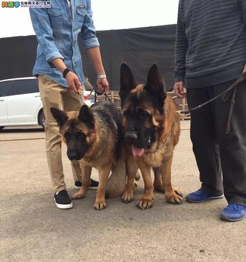 养锤系德牧（了解锤系德牧的起源、性格和训练要点）(图2)