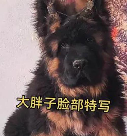 养锤系德牧（了解锤系德牧的起源、性格和训练要点）(图3)