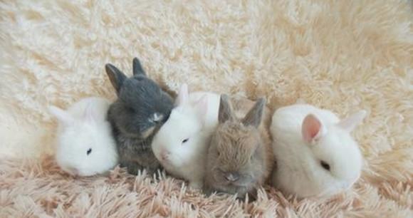 高丽兔的饲养方法（打造健康的高丽兔家族）(图2)