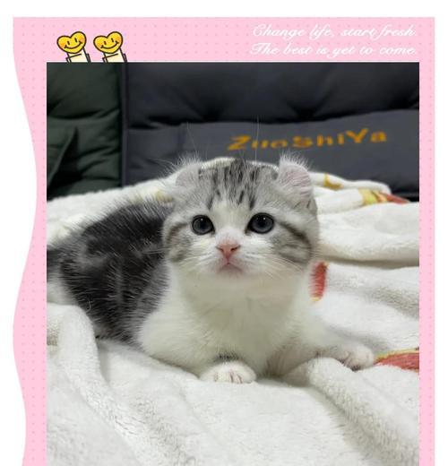 美国卷耳猫的饲养指南（关爱您的卷耳宝贝，健康快乐生活）(图1)