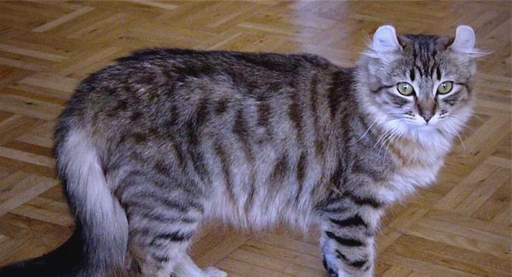 美国卷耳猫的饲养指南（关爱您的卷耳宝贝，健康快乐生活）(图2)