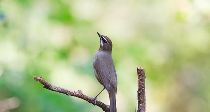 红靛颏儿的饲养方法（了解红靛颏儿，打造完美宠物生活）(图3)