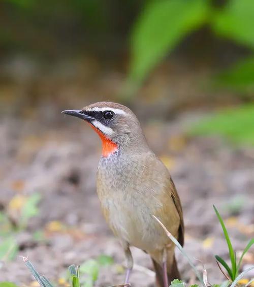 红靛颏儿的饲养方法（了解红靛颏儿，打造完美宠物生活）(图2)