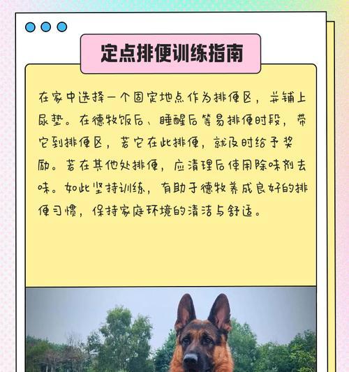 如何训练你的边境牧羊犬上厕所（让你的爱犬远离随地大小便，享受健康生活）(图3)