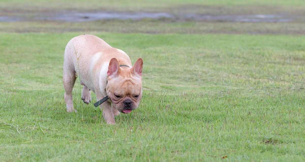 如何训练斗牛犬——听训练师的建议（宠物爱好者必看，斗牛犬训练全攻略）(图2)