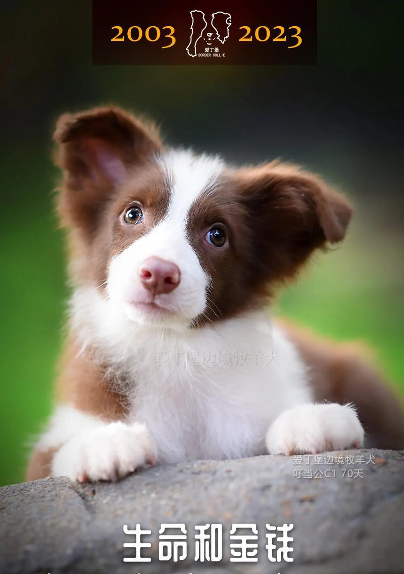 如何训练你的边境牧羊犬上厕所（让你的爱犬远离随地大小便，享受健康生活）(图2)