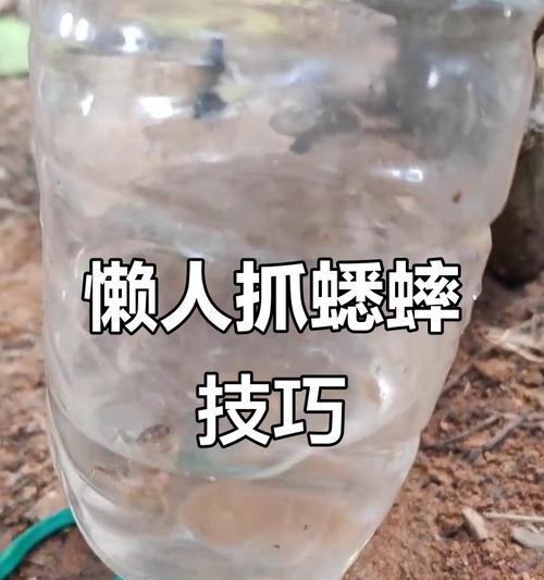 蟋蟀的饲养方法（打造健康、愉悦的蟋蟀生活）(图2)