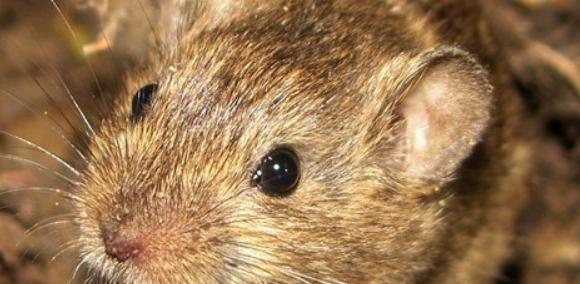 社田鼠的饲养方法（实用技巧和注意事项）(图2)