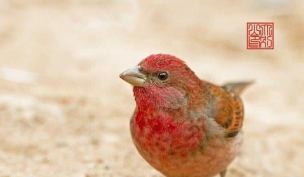 北朱雀的饲养方法（如何养好一只北朱雀）(图3)