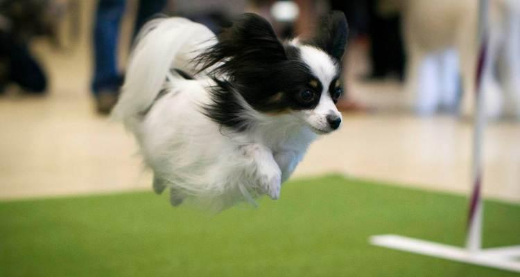 如何训练你的边境牧羊犬上厕所（让你的爱犬远离随地大小便，享受健康生活）(图1)