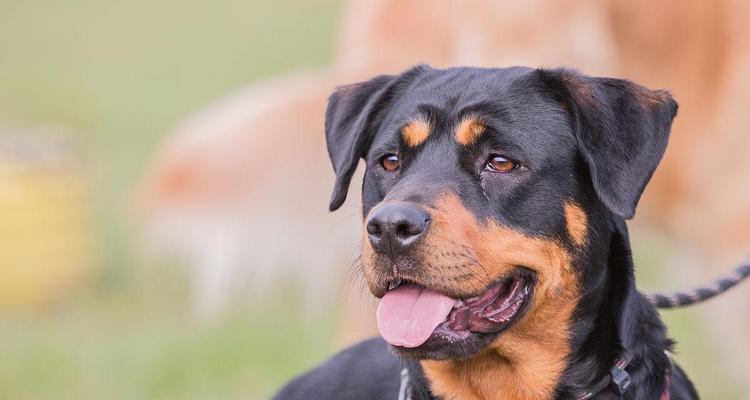 大瑞士山地犬的饲养方法（打造健康快乐的宠物生活）(图1)