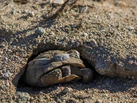 德州地鼠龟的饲养方法（了解这些知识，让你的德州地鼠龟健康快乐成长）(图2)