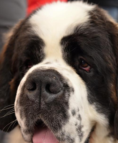 大瑞士山地犬的饲养方法（打造健康快乐的宠物生活）(图3)