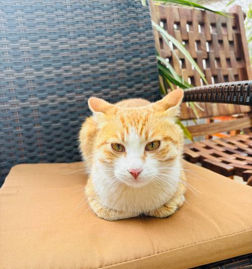 中国狸花猫的饲养方法（从买猫到养猫，关注健康成长）(图1)