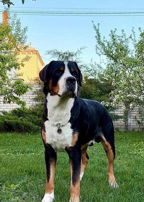 大瑞士山地犬的饲养方法（打造健康快乐的宠物生活）(图2)