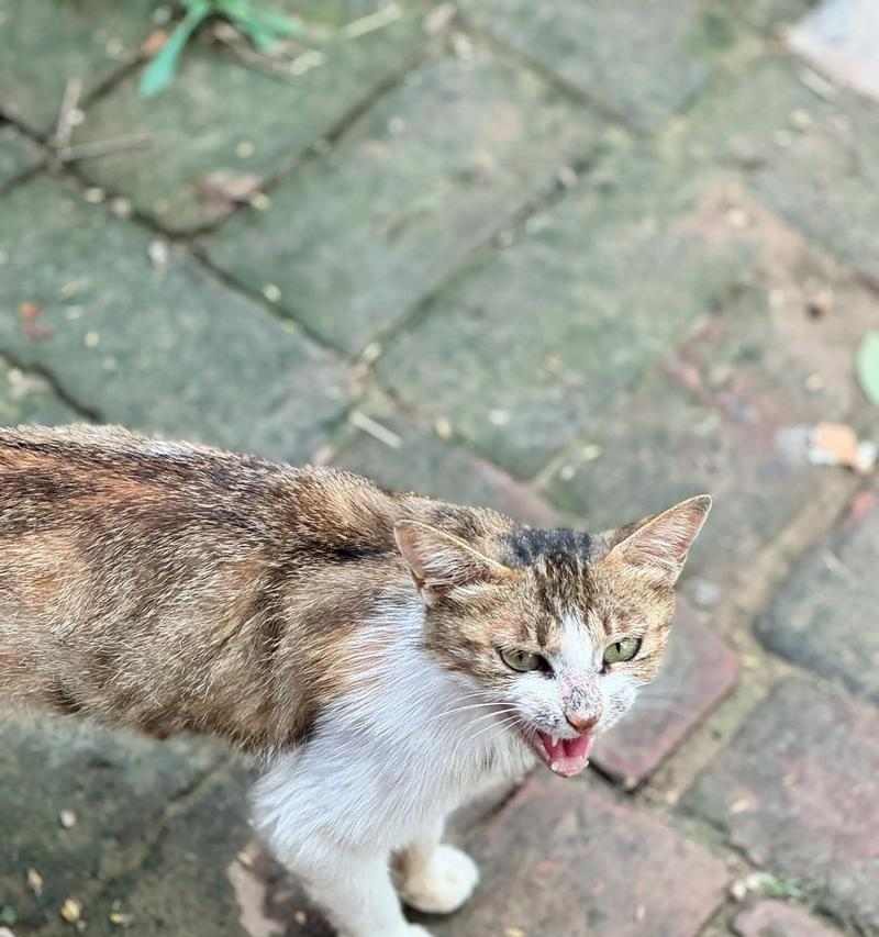 中国狸花猫的饲养方法（从买猫到养猫，关注健康成长）(图2)