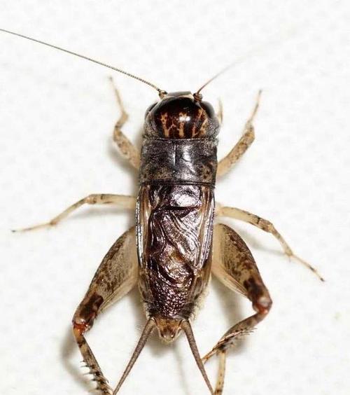 蟋蟀的饲养方法（打造健康、愉悦的蟋蟀生活）(图3)