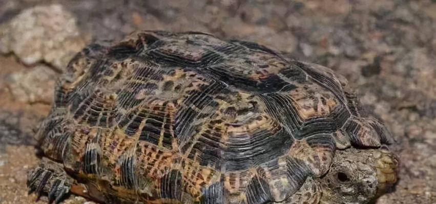 德州地鼠龟的饲养方法（了解这些知识，让你的德州地鼠龟健康快乐成长）(图3)