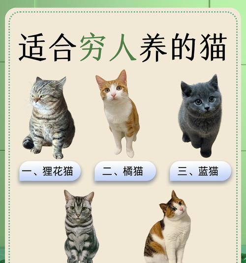 中国狸花猫的饲养方法（从买猫到养猫，关注健康成长）(图3)