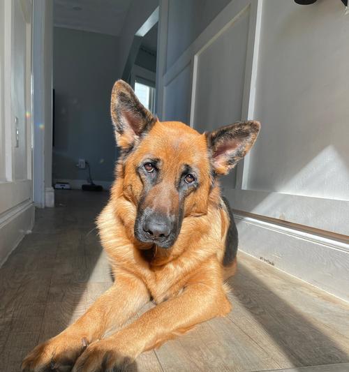 狗狗的睡眠习惯与周期（探寻狗狗睡眠的奥秘）(图2)