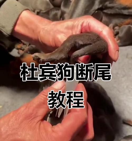 小狗断尾（探讨小狗断尾后的康复时间和注意事项）(图1)