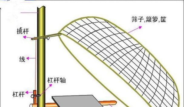 捕鸟蛛饲养超级指南（解答新手常见问题，助你成功养护捕鸟蛛）(图3)