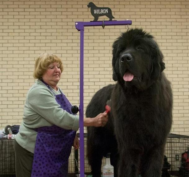 大型犬狗的品种和特点（探索大型犬狗的多样性和魅力）(图2)