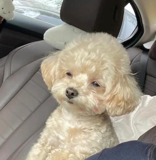 小泰迪洗澡频率揭秘（小泰迪洗澡的最佳频率及注意事项）(图3)