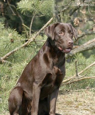 大型犬狗的品种和特点（探索大型犬狗的多样性和魅力）(图3)