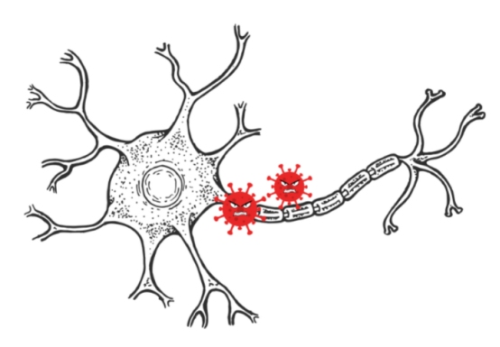 幼犬犬瘟热转阴后怎么预防抽搐？(图2)